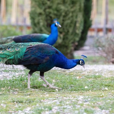 Ca'Novae - Tuscany Farmhouse Montieri Dış mekan fotoğraf